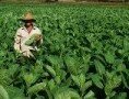 табачная плантация